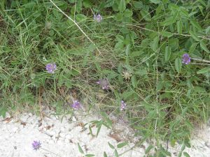 I colori della primavera tricasina