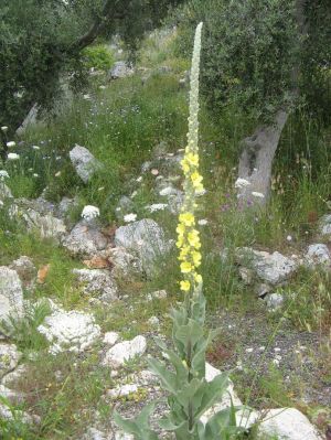 I colori della primavera tricasina