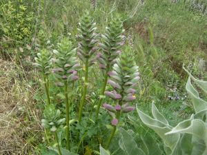 I colori della primavera tricasina