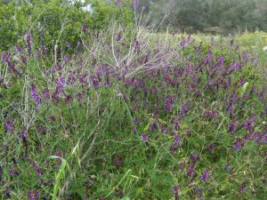 I colori della primavera tricasina