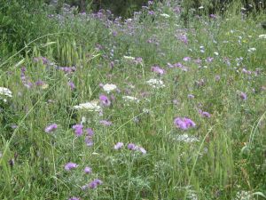 I colori della primavera tricasina