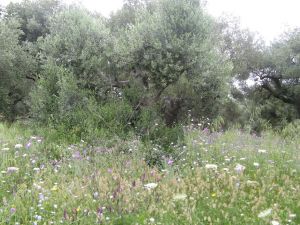 I colori della primavera tricasina