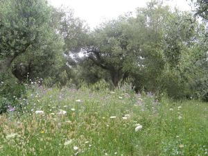 I colori della primavera tricasina