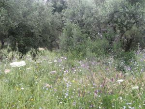 I colori della primavera tricasina