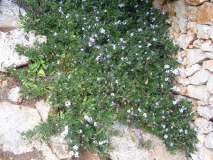 I colori della primavera tricasina