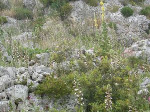 I colori della primavera tricasina