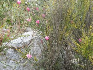 I colori della primavera tricasina