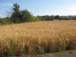 Tricase - provinciale per Marina Serra - Uno scorcio di un campo di grano