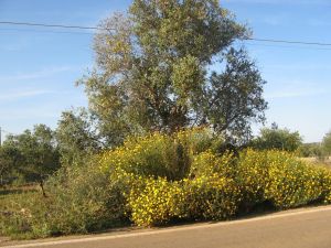 Tricase - provinciale per Marina Serra - Ulivo