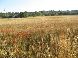 I colori della primavera tricasina