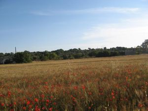 I colori della primavera salentina