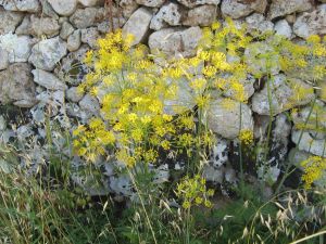 I colori della primavera tricasina