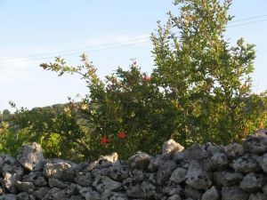 I colori della primavera tricasina