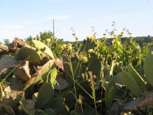 I colori della primavera tricasina