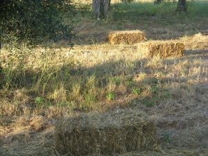 Tricase - Contrada Palane - Balle di fieno