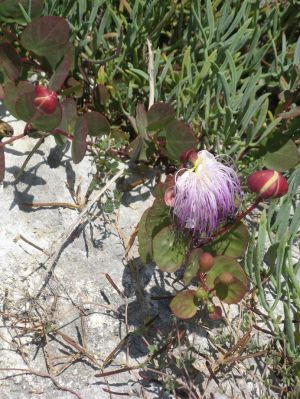 Fiori di piante di cappero