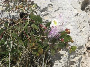 Fiori di piante di cappero