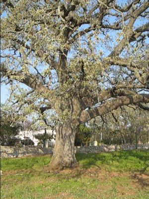 Quercia Vallonea (Secolo XII)