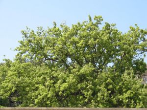 Un secolare albero di quercia vallonea