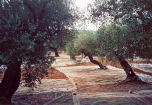 Raccolta delle olive