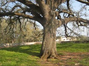 Quercia Vallonea (Secolo XII)