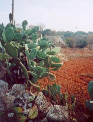 Vecchia paiara nei pressi della provinciale per Marina Serra