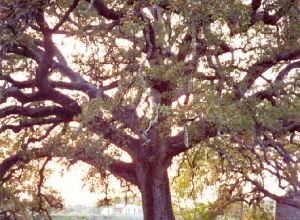 Quercia Vallonea (Secolo XII)