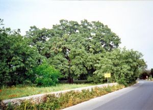 Quercia Vallonea (XII secolo) in primavera