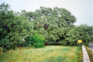 Quercia Vallonea (XII secolo ) in primavera