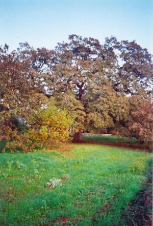 Quercia Vallonea (XII secolo) in autunno