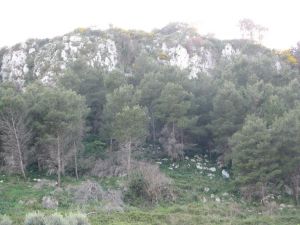 Il verde della lussureggiante zona Palane