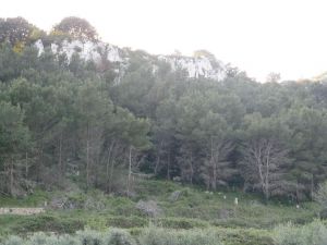 Il verde della lussureggiante zona Palane