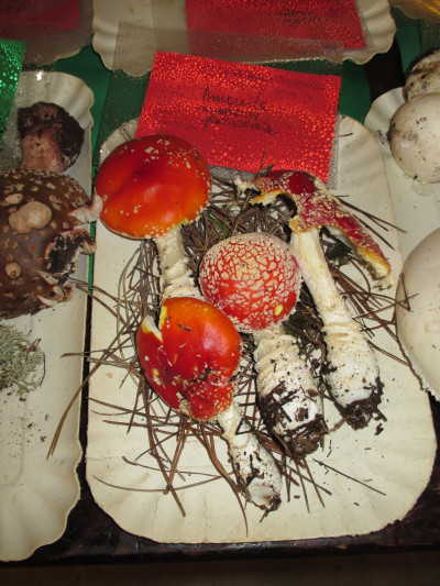 30 NOVEMBRE 2014 - DALLE ORE 9 ALLE ORE 20.00 - PRESSO SCUDERIE DI PALAZZO G...
