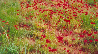 Primavera nelle campagne tricasine