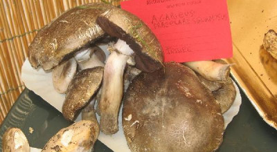 Funghi esposti in piazza Pisanelli dall'Associazione Micolagica G. ...