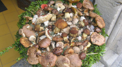 Mostra micologica - funghi del Salento - Città di Tricase