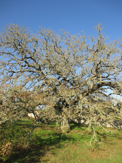 Tree Of The Year 2020. La Quercia Vallonea scelta per partecipare...