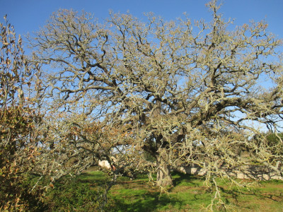 Concorso per l’albero Europeo dell’Anno 2020/ European Tree of th...