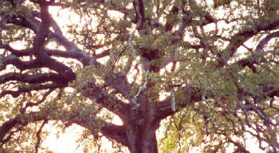 Quercia Vallonea (Secolo XII)