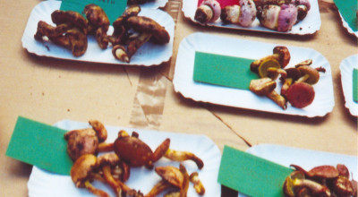 Mostra di alcuni funghi a cura dell'Associazione Micologica Brasadola - G...