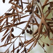 Emergenza Xylella